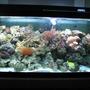 fish tank picture - Reef Tank