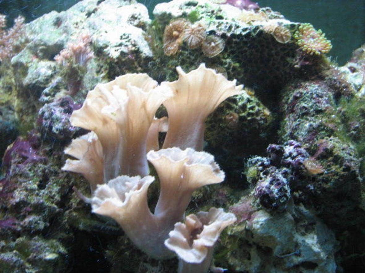 fish tank picture - Unknown Sea Creature