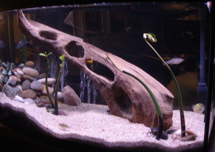 Rated #676: 55 Gallons Freshwater Fish Tank - 50G. Knight Goby, Puffers, Bumble Bee Gobys, 
Dragon Goby, mangrove plants.