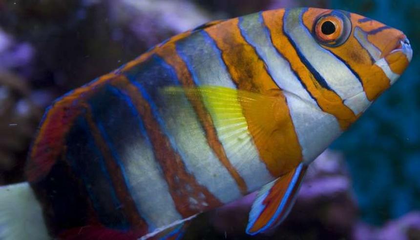 Rated #12: Saltwater Fish - Choerodon Fasciatus - Harlequin Tusk Stocking In 400 Gallons Tank - Australian Harlequin Tuskfish