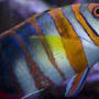 saltwater fish - choerodon fasciatus - harlequin tusk stocking in 400 gallons tank - Australian Harlequin Tuskfish