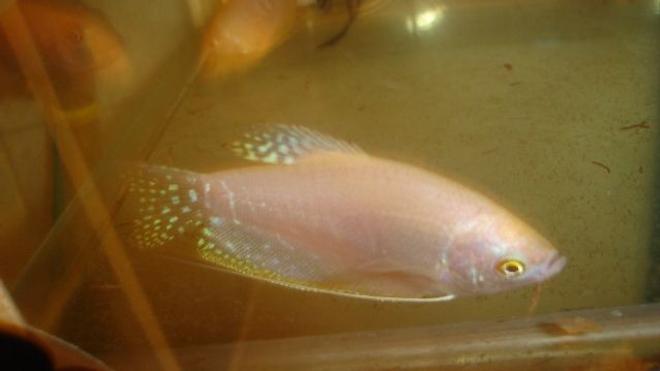 freshwater fish - trichogaster trichopterus - opaline gourami stocking in 70 gallons tank - gurami male