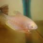 freshwater fish - trichogaster trichopterus - opaline gourami stocking in 70 gallons tank - femelle guramie