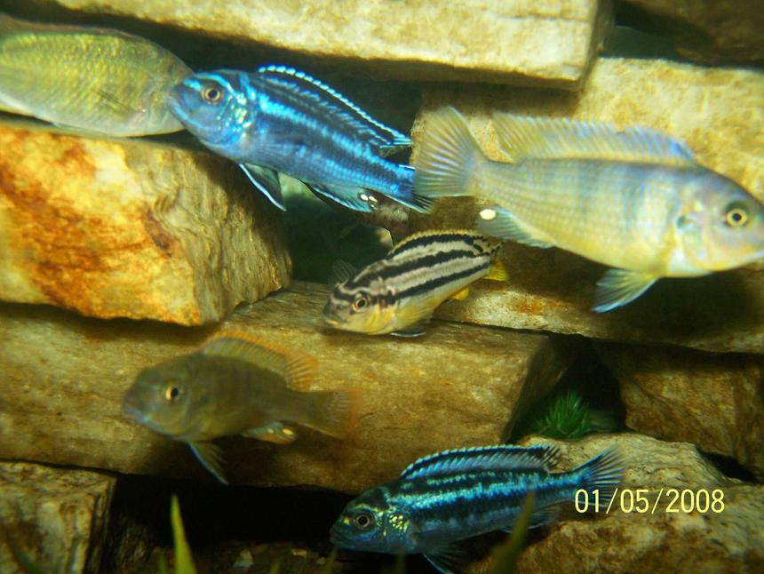 Rated #985: Freshwater Fish - Melanochromis Auratus - Auratus Cichlid Stocking In 125 Gallons Tank - It's a feeding frenzy!