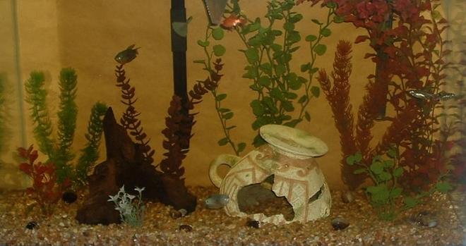 29 gallons freshwater fish tank (mostly fish and non-living decorations) - 29 Gallon Freshwater/Tropical Tank at approximately 3 months.