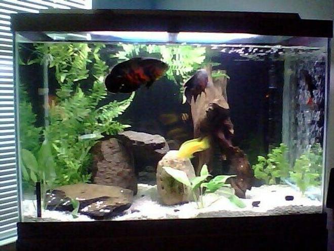 65 gallons freshwater fish tank (mostly fish and non-living decorations) - First shot.