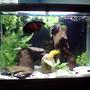 65 gallons freshwater fish tank (mostly fish and non-living decorations) - First shot.