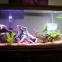 55 gallons freshwater fish tank (mostly fish and non-living decorations) - 55 gallon tank with a verity of cichlids. All from lake tanganyika and Lake Malawi