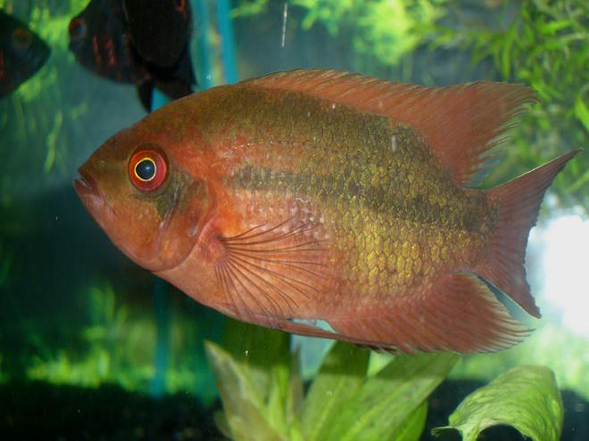 freshwater fish - hypselecara temporalis - chocolate cichlid stocking in 60 gallons tank - Chocolate Cichlid- "COUNT CHOCULA"