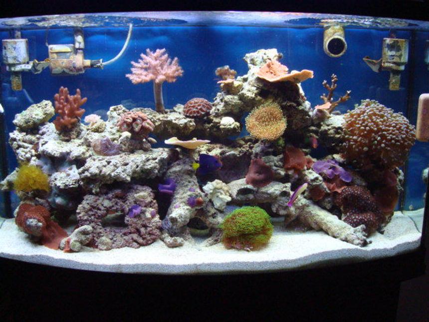 Rated #75: 46 Gallons Reef Tank - My Piece of the Ocean