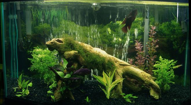 60 gallons freshwater fish tank (mostly fish and non-living decorations) - See profile for description!