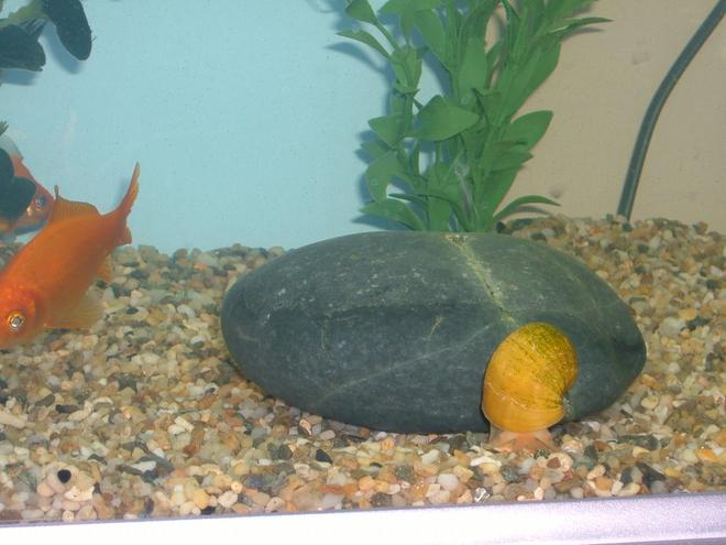 freshwater fish - carassius auratus - goldfish stocking in 25 gallons tank - Brian the snail and Flapjack the fish