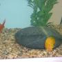 freshwater fish - carassius auratus - goldfish stocking in 25 gallons tank - Brian the snail and Flapjack the fish