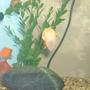 freshwater fish - carassius auratus - crown pearlscale goldfish stocking in 25 gallons tank - Happy snails :D