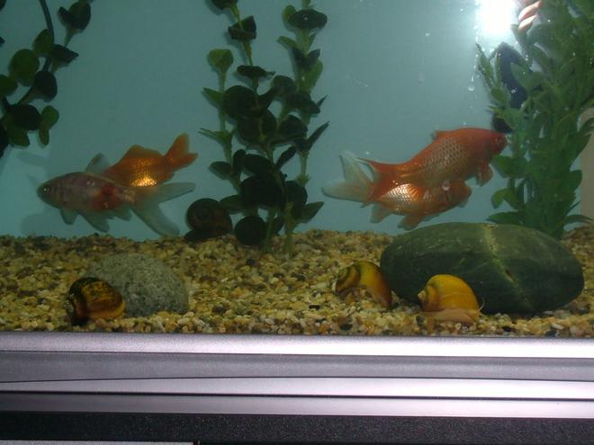 freshwater fish - carassius auratus - red & white ryukin goldfish stocking in 25 gallons tank - These four are the first four that were in the 21 litre tank.