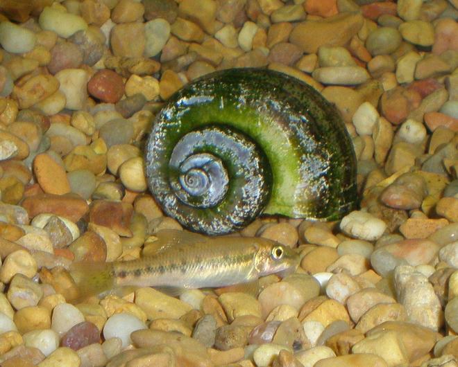 freshwater fish - gyrinocheilos aymonieri - chinese algae eater stocking in 29 gallons tank - ALGAE EATER + DEAD SNAIL