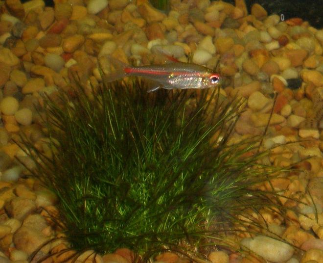 freshwater fish - hemigrammus erythrozonus - glowlight tetra stocking in 29 gallons tank - GLO LIGHT TETRA