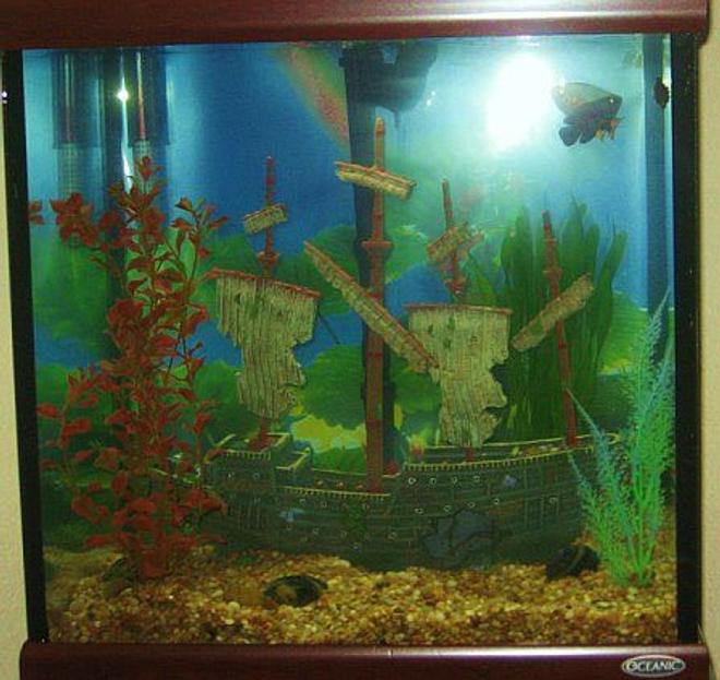 30 gallons freshwater fish tank (mostly fish and non-living decorations) - Shipwrecked