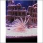 saltwater fish - pterois volitans - volitan lionfish stocking in 75 gallons tank - Lion Fish