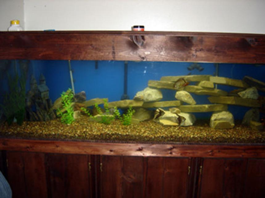 Rated #2714: 250 Gallons Freshwater Fish Tank - just setup a 2 weeks ago still working on the rock