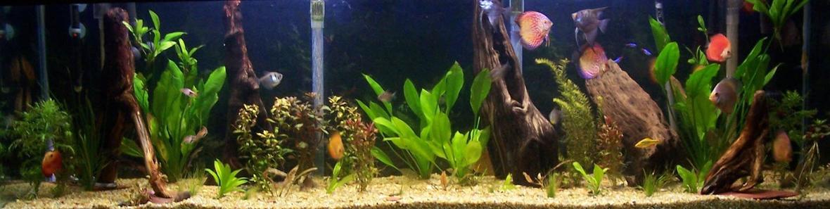 125 gallons planted tank (mostly live plants and fish) - 125 gal in wall