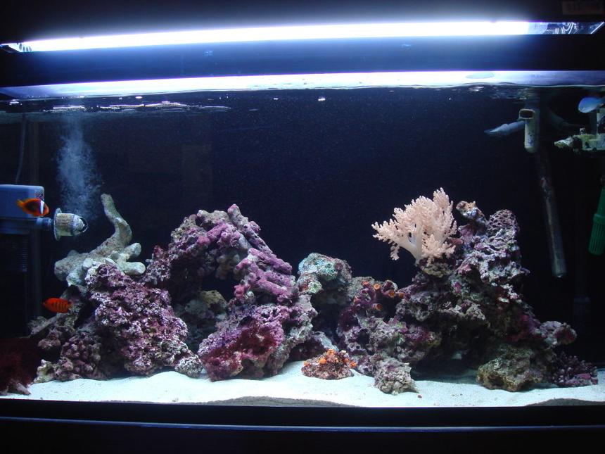 Rated #16: 85 Gallons Saltwater Fish Tank - 85 gallon bought it here in japan, SUMP sits on top of tank very unique.