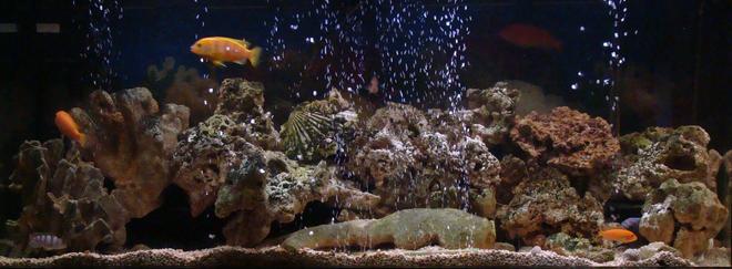 75 gallons freshwater fish tank (mostly fish and non-living decorations) - mOre piKz