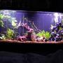 55 gallons freshwater fish tank (mostly fish and non-living decorations) - my old lake malawi setup