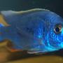 freshwater fish - sciaenochromis fryeri - electric blue hap stocking in 55 gallons tank - my electric blue hap