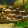 freshwater fish - nimbochromis livingstonii - livingstoni stocking in 55 gallons tank - livingstoni
