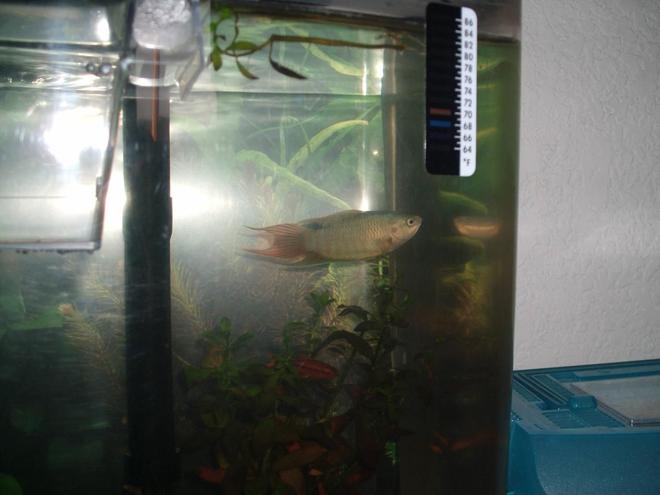 freshwater fish - macropodus opercularis - blue paradise stocking in 5 gallons tank - this is a pic of my male paridise fish....