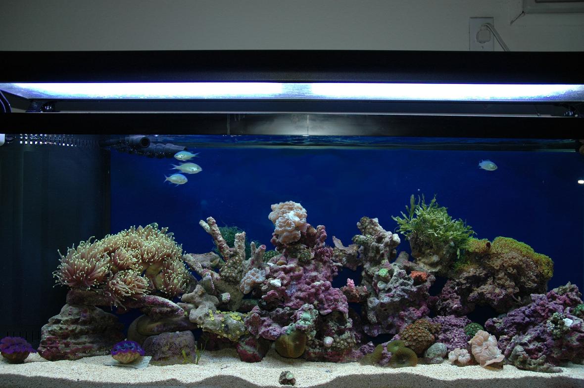 60 gallons reef tank (mostly live coral and fish) - 60 gal reef