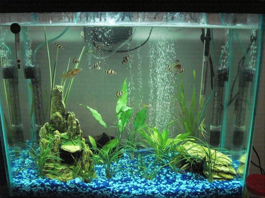 Rated #2105: 25 Gallons Planted Tank - PLEASE TELL ME WHAT YOU THINK!! PLEASE:)


i don't have my digital camera so had to use my web cam sorry when i get me camera back ill post a new one...

First tank 25 gallons  
11 Tiger barbs
2 Rosy barbs 
2 Sliver tipped tetras  
1 Frog 
My most liked fish 2 Rainbow Sharks and 1 Angel fish