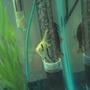 freshwater fish - pterophyllum sp. - koi angel stocking in 25 gallons tank - My angel
