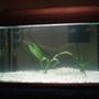 25 gallons planted tank (mostly live plants and fish) - New 10 gallon tank more plants coming soon just set it up last night