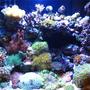 34 gallons reef tank (mostly live coral and fish) - My 34 Gallon Cadlight at 5 1/2 Months