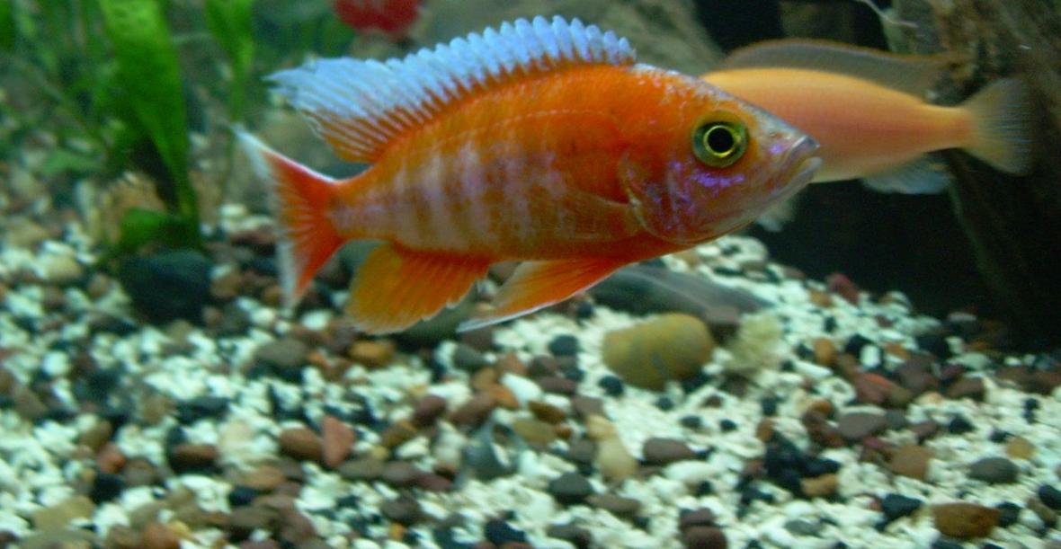 freshwater fish - aulonocara jacobfreibergi - eureka red stocking in 200 gallons tank - This is my F1 Eurka Peacock Cichlid "Aulonocara jacobfreibergi" who is 9months old. Love the long fins and the Surf.