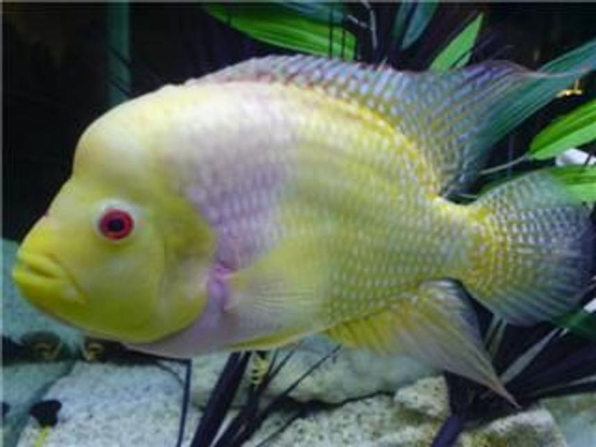 Rated #45: Freshwater Fish - Cichlasoma Sp. - Flower Horn Cichlid Stocking In 100 Gallons Tank - female flowerhorn, colours are faded looking cause the pic was taken from my phone. looks much better in person,