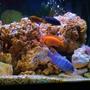 freshwater fish - aulonocara nyassae - blue peacock cichlid stocking in 75 gallons tank - assorted african cichlids