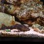 freshwater fish - hypostomus punctatus - trinidad pleco stocking in 75 gallons tank - he poOps 2 much