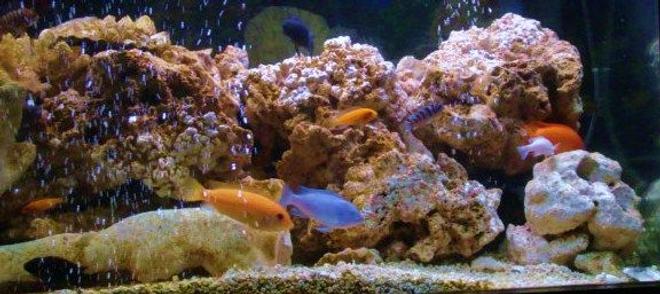 75 gallons freshwater fish tank (mostly fish and non-living decorations) - livin life