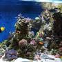 180 gallons reef tank (mostly live coral and fish) - Side View