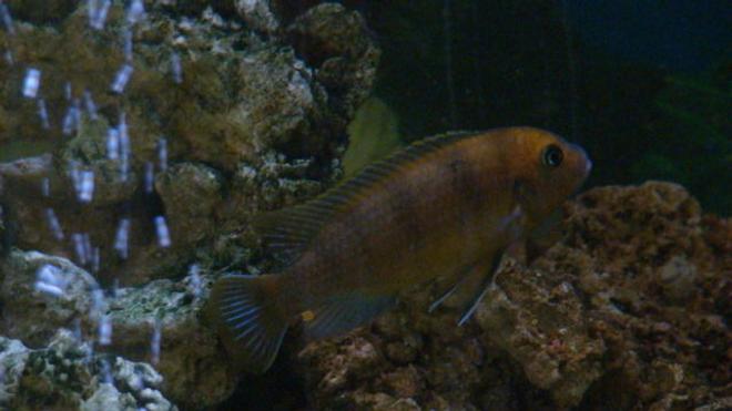 freshwater fish - labidochromis sp. - hongi stocking in 75 gallons tank - af cich