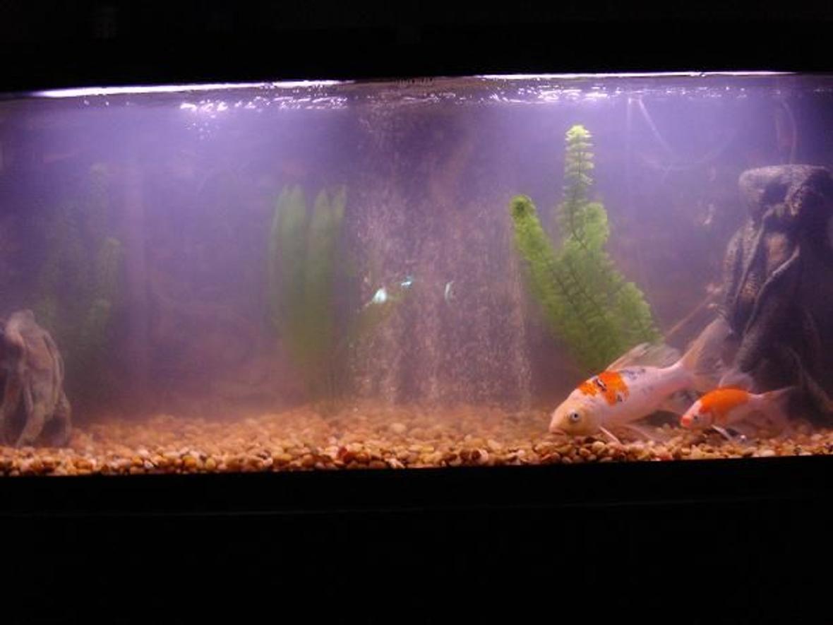 55 gallons freshwater fish tank (mostly fish and non-living decorations) - TaNk UnDeR cOnStRuCtIoN!!! I think i need a canister filter the only filter is a hang on whisper. A canister would clean it up a little bit leave a comment