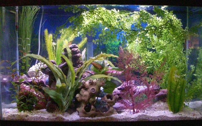 55 gallons freshwater fish tank (mostly fish and non-living decorations) - Milton, my Green Spotted Puffers, brackish tank.  30 gallons.