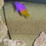 saltwater fish - gramma loreto - royal gramma basslet stocking in 55 gallons tank - Athena, My royal gramma