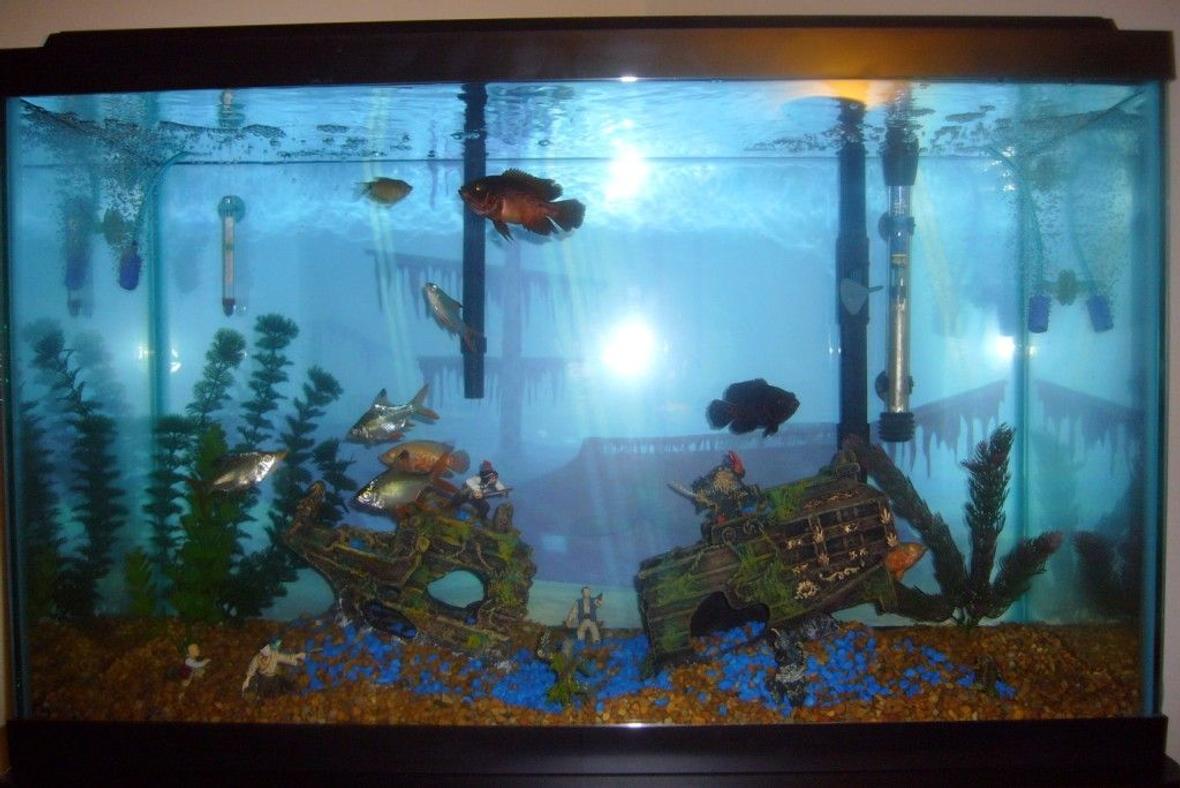 29 gallons freshwater fish tank (mostly fish and non-living decorations) - The epic battle