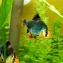 freshwater fish - puntius tetrazona - green tiger barb stocking in 32 gallons tank - Green Tiger Barb