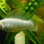 freshwater fish - poecilia latipinna - dalmatian molly stocking in 32 gallons tank - White Molly