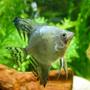 freshwater fish - pterophyllum scalare - veil angel stocking in 32 gallons tank - Angel